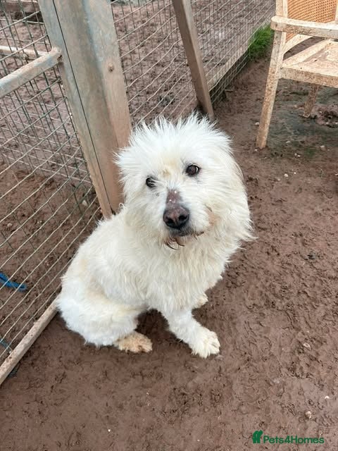 Mixed Breed dogs Meet Pearl, currently residing in Cheshire - Advert 2