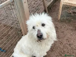 Mixed Breed dogs Meet Pearl, currently residing in Cheshire - Advert 2