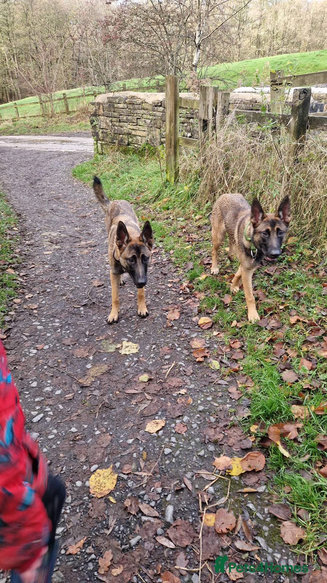 Belgian Shepherd Dog dogs for sale: Sisters  - Advert 5