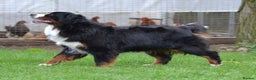 Bernese Mountain Dog dogs for sale: KC REGISTERED LITTER OF BERNESE MOUNTAIN DOG PUPS - Advert 5