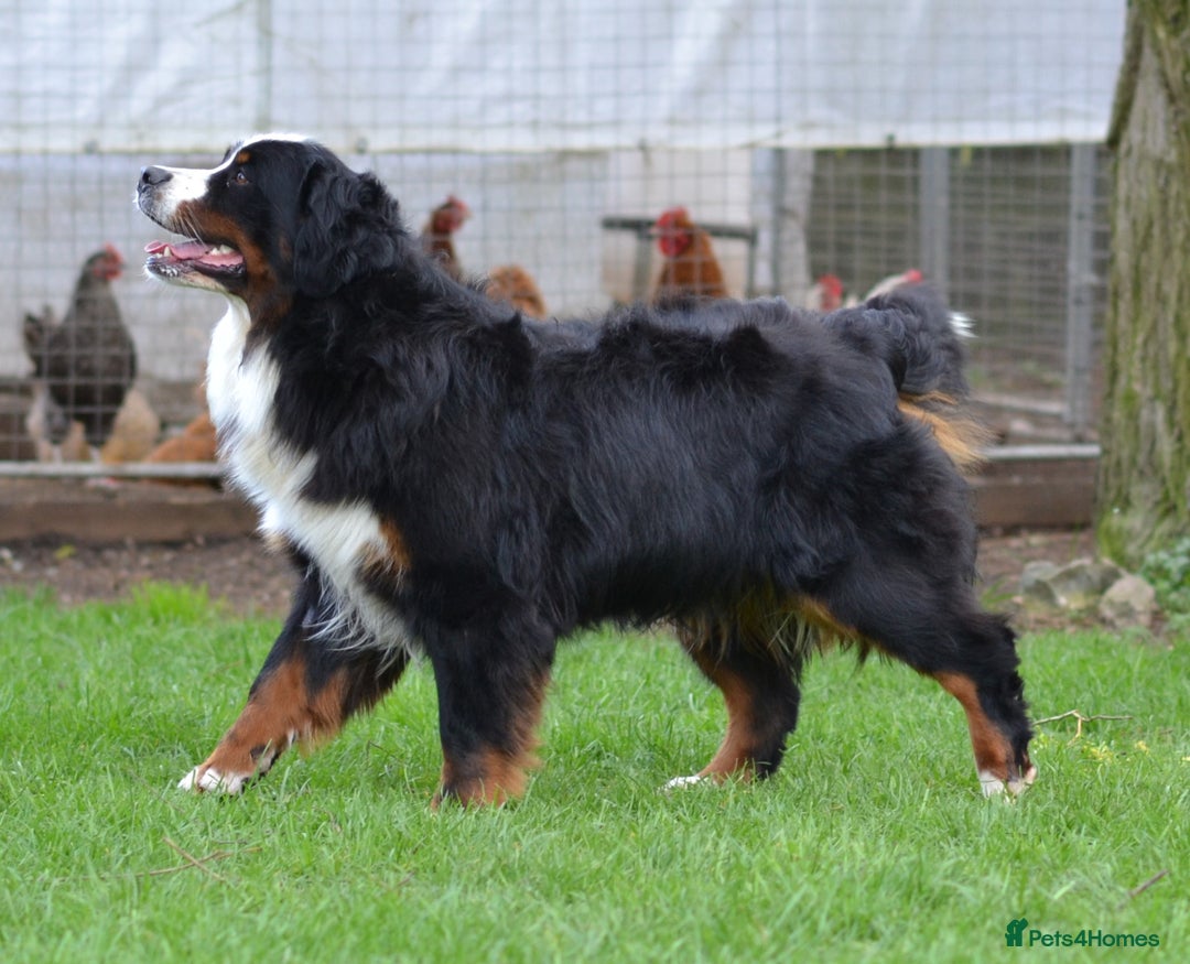 Bernese Mountain Dog dogs for sale: KC REGISTERED LITTER OF BERNESE MOUNTAIN DOG PUPS - Advert 5