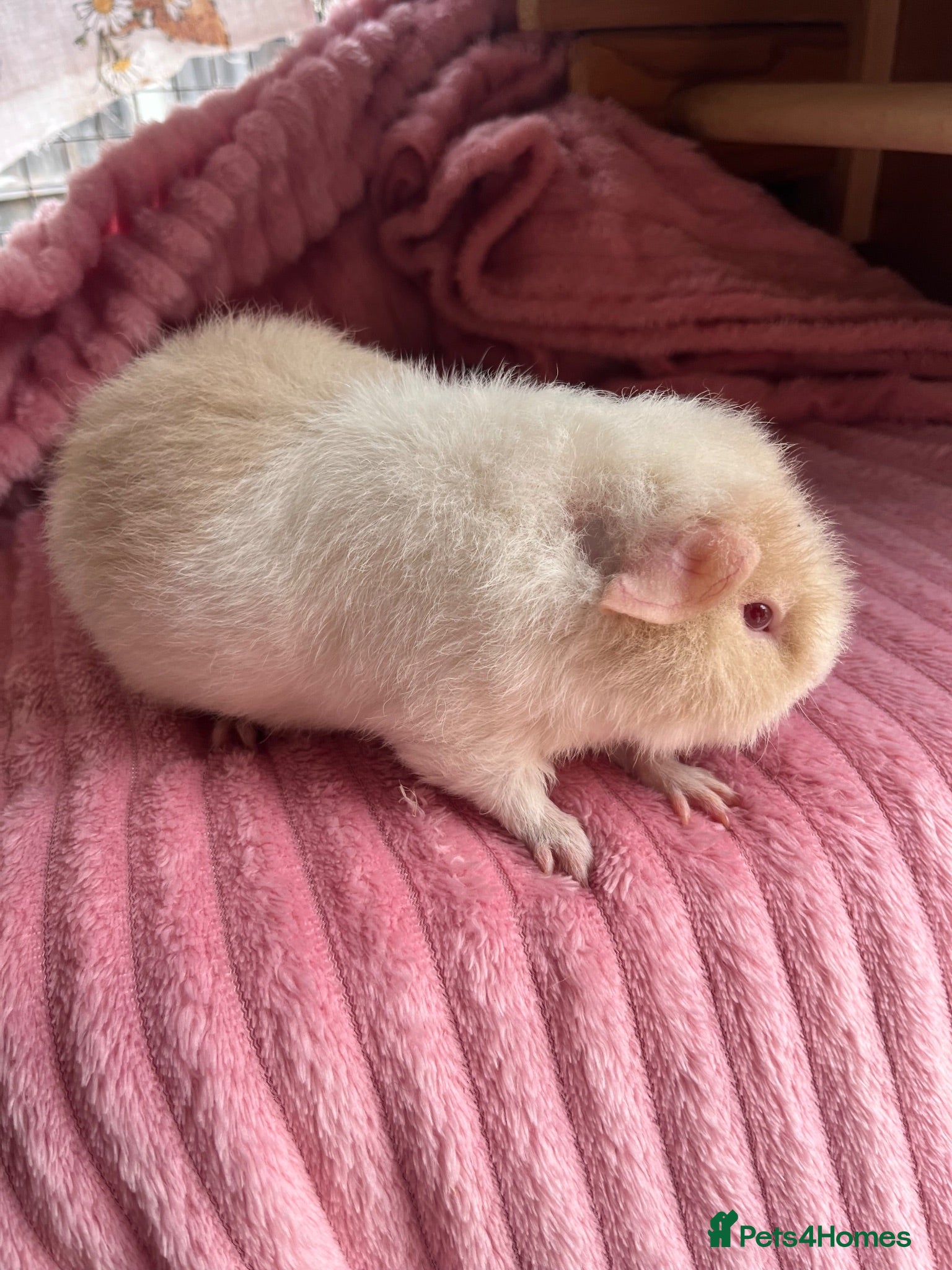 Guinea Pig rodents 3 teddy males - Advert 1