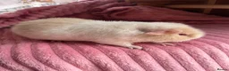 Guinea Pig rodents for sale: 3 teddy males - Advert 1