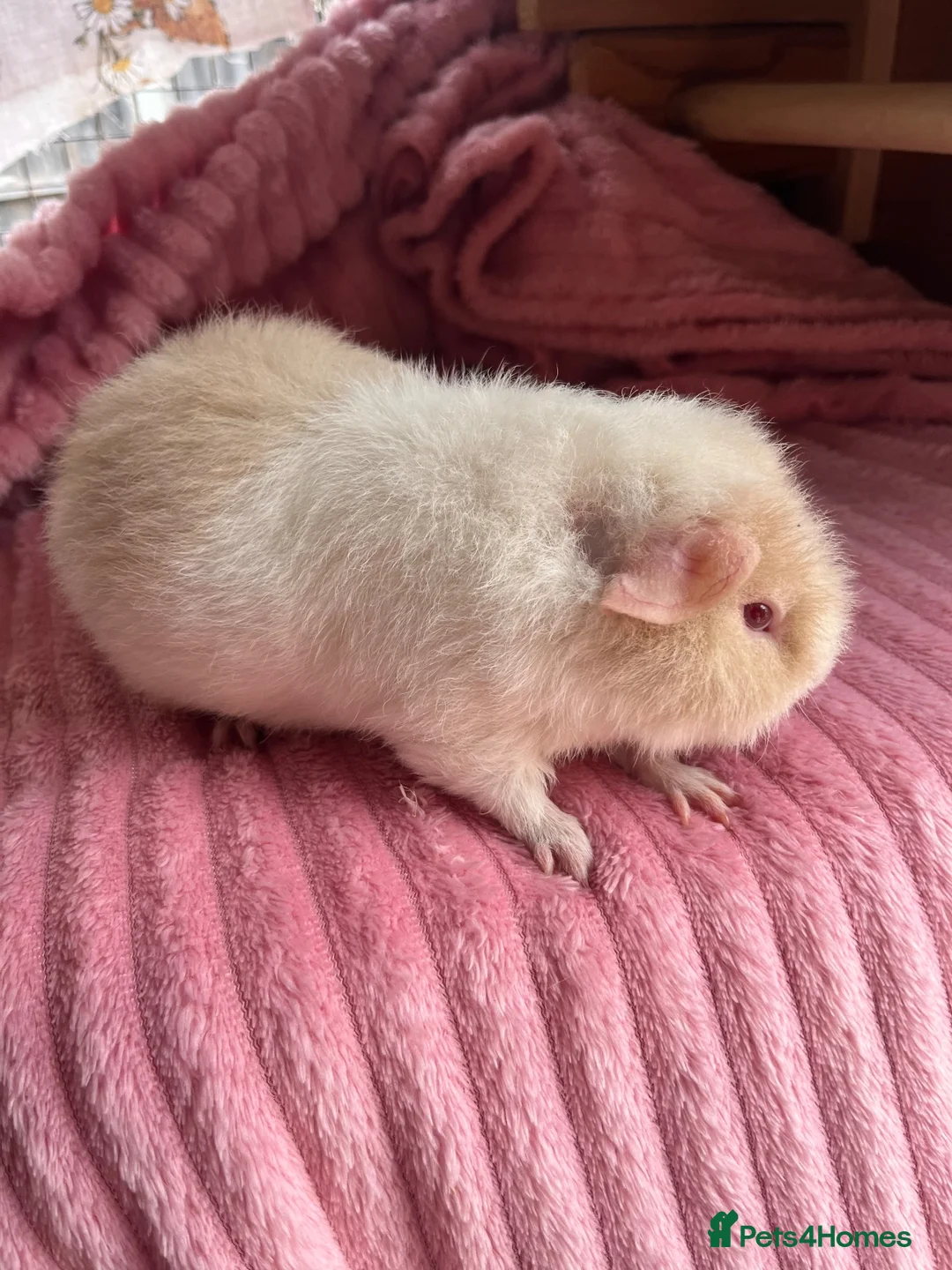 Guinea Pig rodents for sale: 3 teddy males - Advert 1