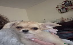 Chihuahua dogs for sale: Long haired chihuahua  - Image 25