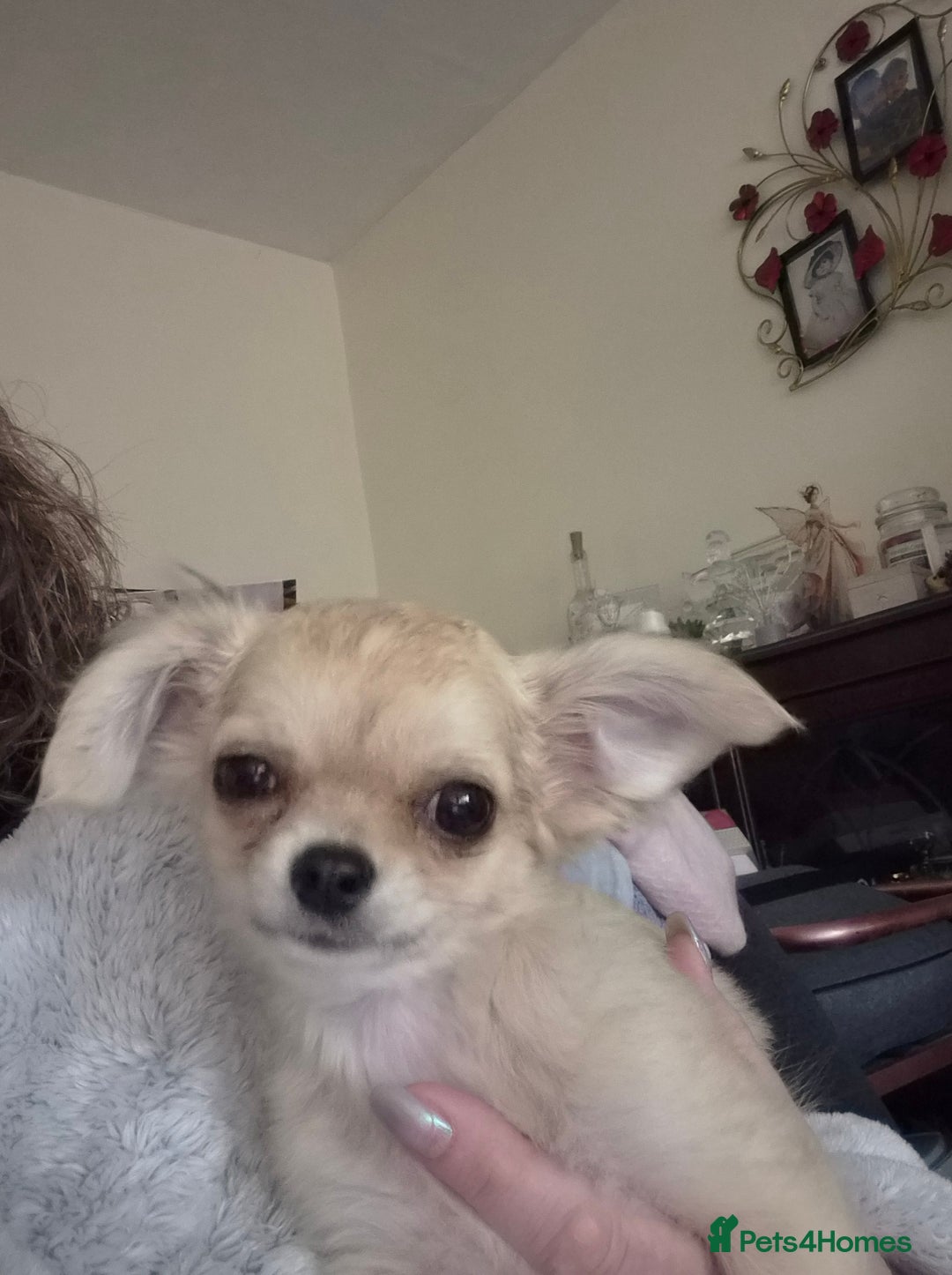 Chihuahua dogs for sale: Long haired chihuahua  - Image 25