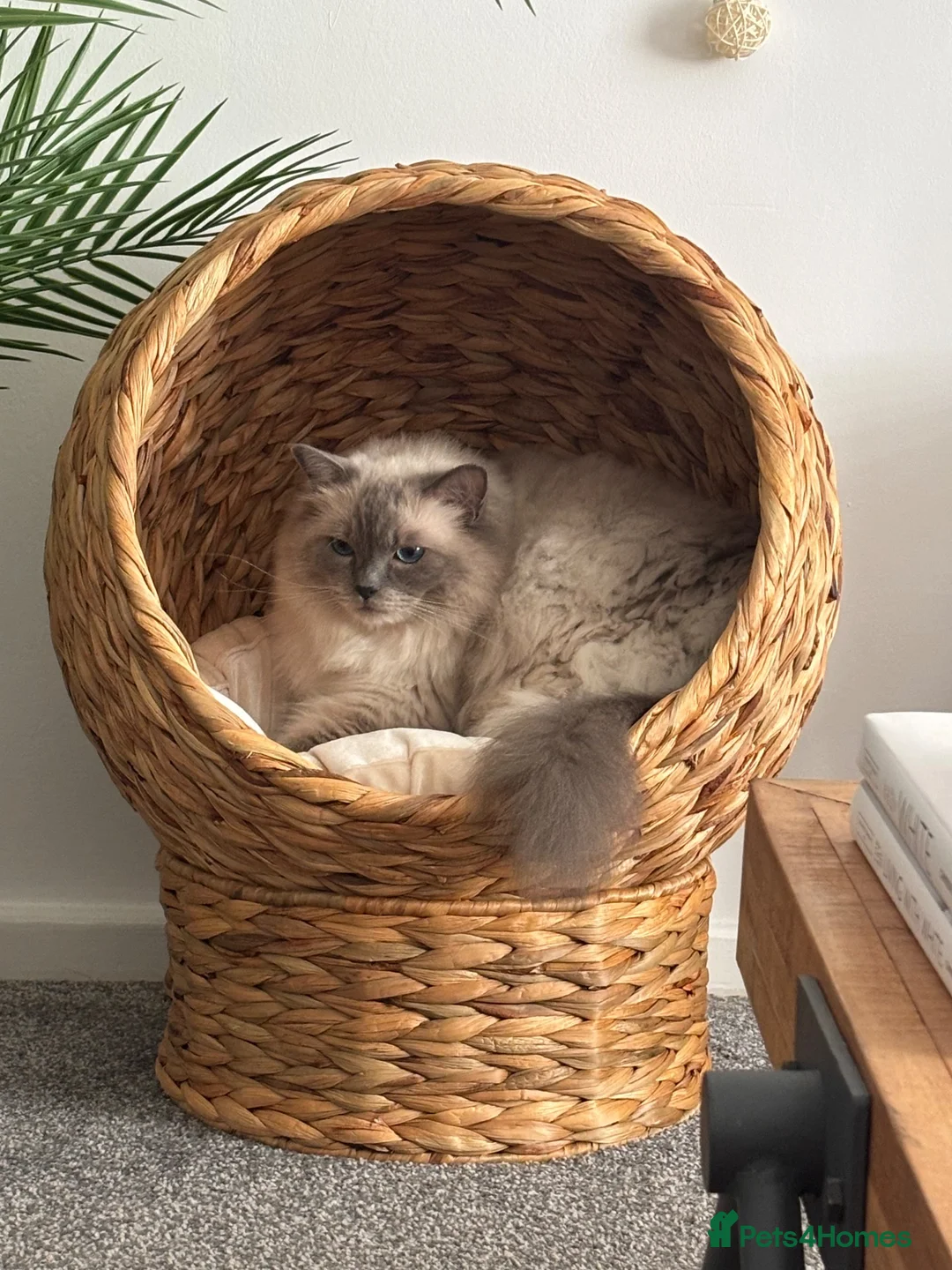 Ragdoll cats for sale: Beautiful 4yr old GCCF registered Ragdoll - Advert 2