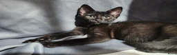 Bengal cats for sale: Mixed litter - Advert 8