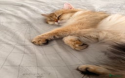 British Longhair cats for sale: Beautiful British Longhair - Image 14