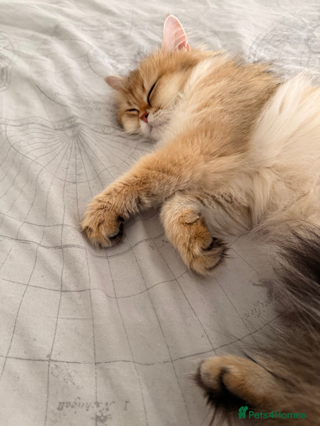 British Longhair cats for sale: Beautiful British Longhair - Image 14