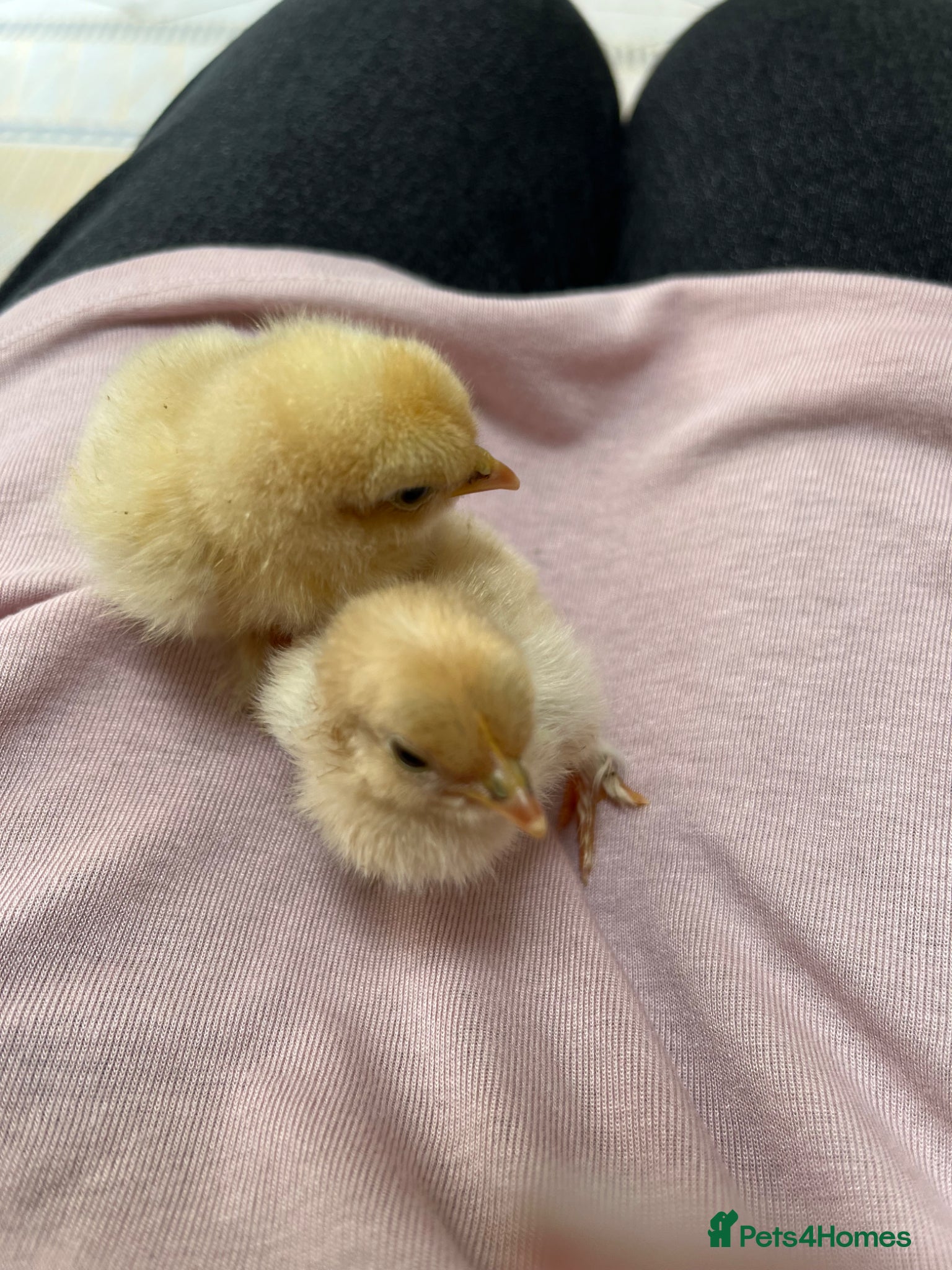 Chickens poultry 💕Pure breed Baby Pekin and Baby Silkie chicks 💕. - Advert 2