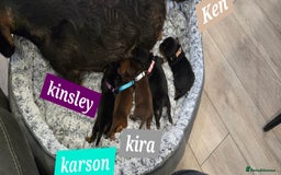 Dachshund dogs for sale: Beautiful Daxis - Advert 11