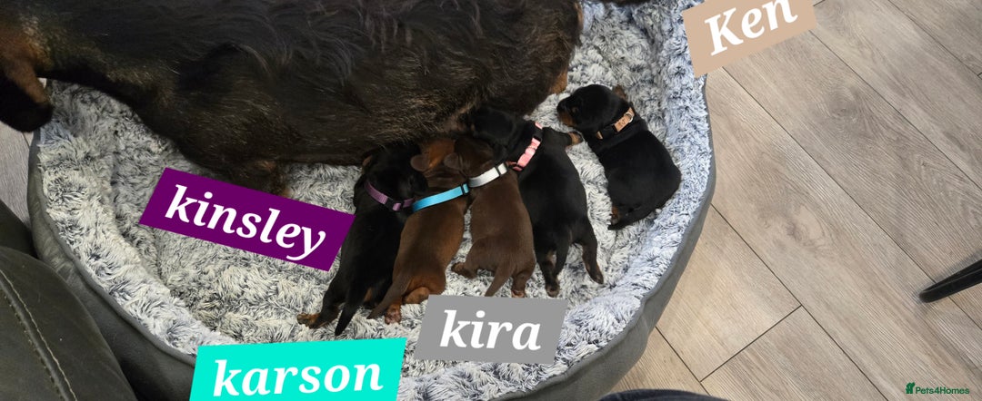 Dachshund dogs for sale: Beautiful Daxis - Advert 11