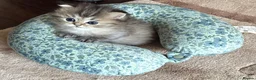 Persian cats for sale: Beautiful friendly socialised kittens in Altrincham - Advert 10