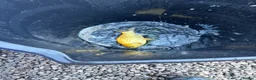 Koi Carp fish for sale: Pond closure  in West Bromwich - Advert 8