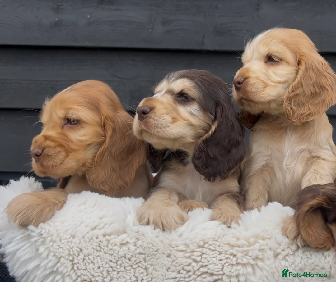 Cocker Spaniel dogs for sale: Sable Show Cocker Spaniels  - Advert 1