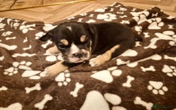 English Bulldog dogs for sale: English bulldogs! SERIOUS DNA  - Image 5