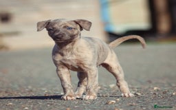 Whippet dogs for sale: 2 kc reg whippets - Image 3