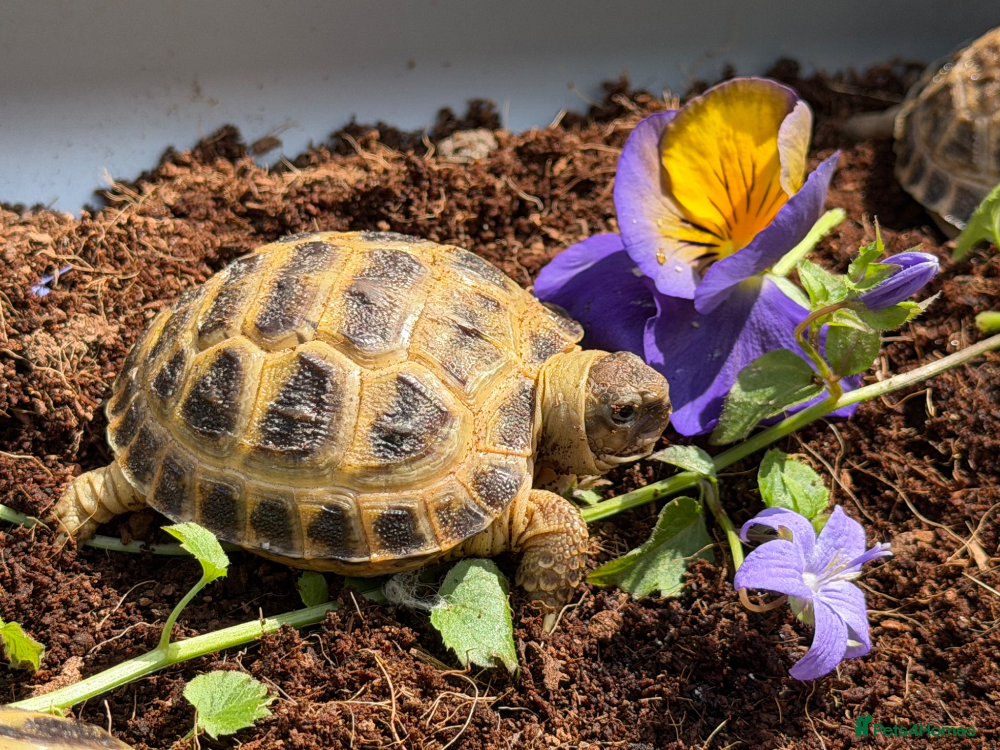 Tortoise reptiles Baby horsfield tortoises for sale. Setups also av - Advert 2