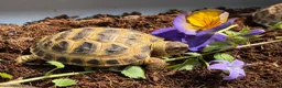 Tortoise reptiles for sale: Baby horsfield tortoises for sale. Setups also av - Advert 2