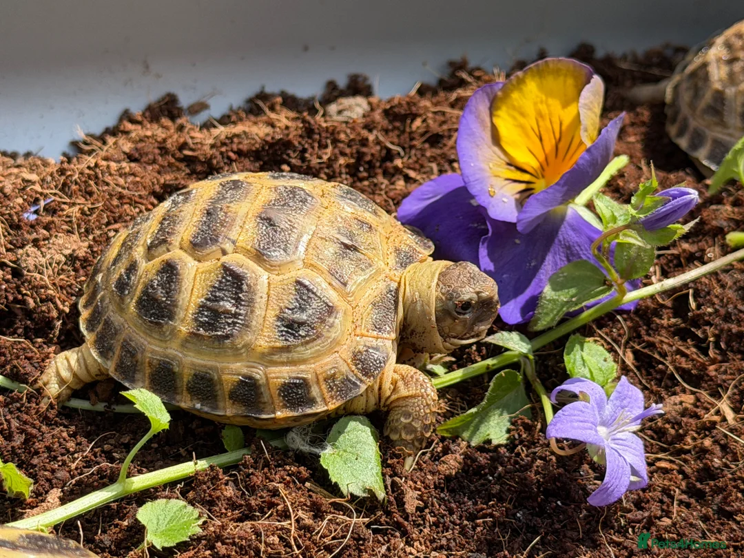 Tortoise reptiles for sale: Baby horsfield tortoises for sale. Setups also av - Advert 2