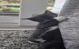 Mixed Breed cats for sale: 😻 Scottish Mix Cuties - Image 2