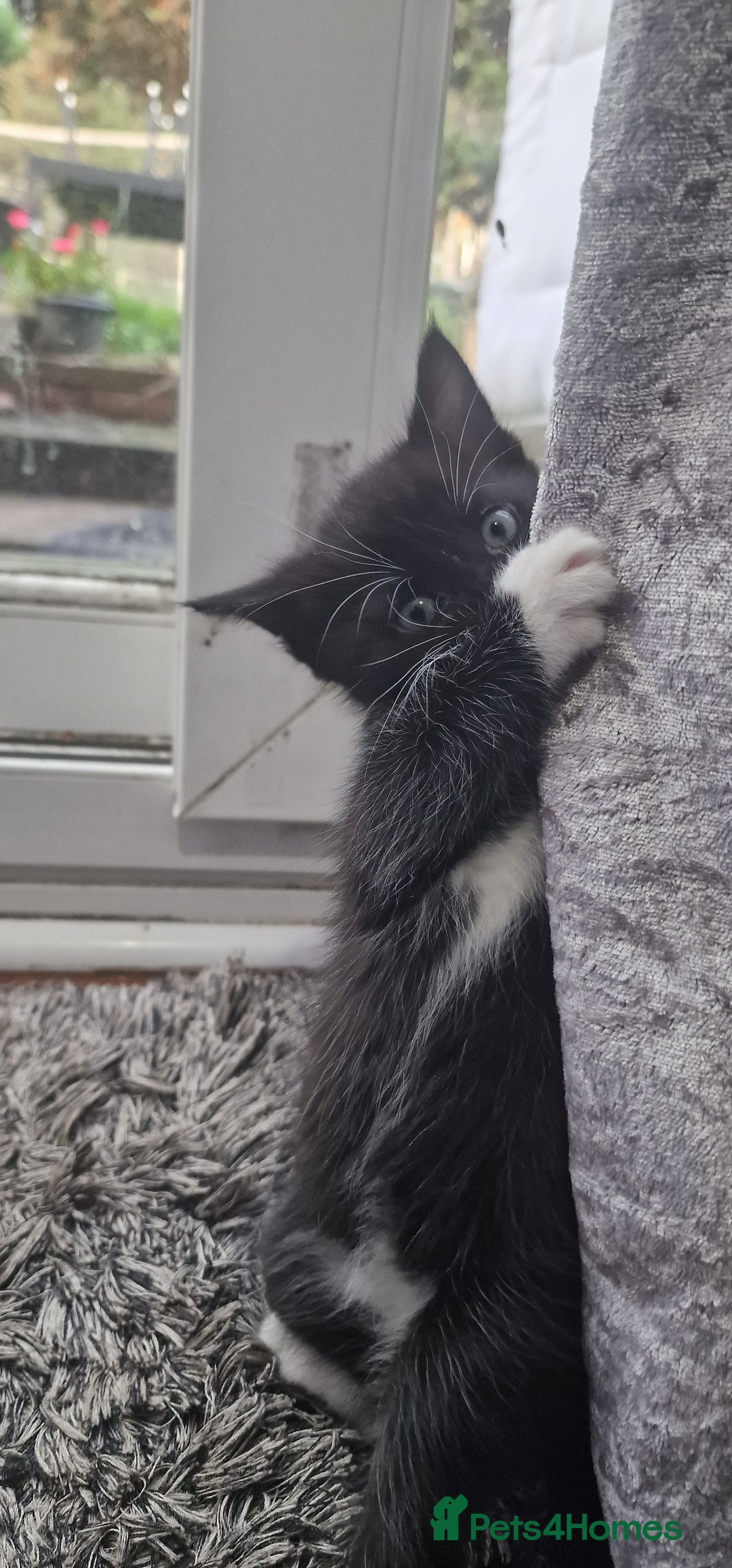 Mixed Breed cats for sale: 😻 Scottish Mix Cuties - Image 2