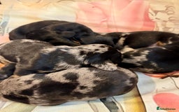 Dachshund dogs for sale: Pedigree Dachshund puppies PRA clear health tested - Image 18
