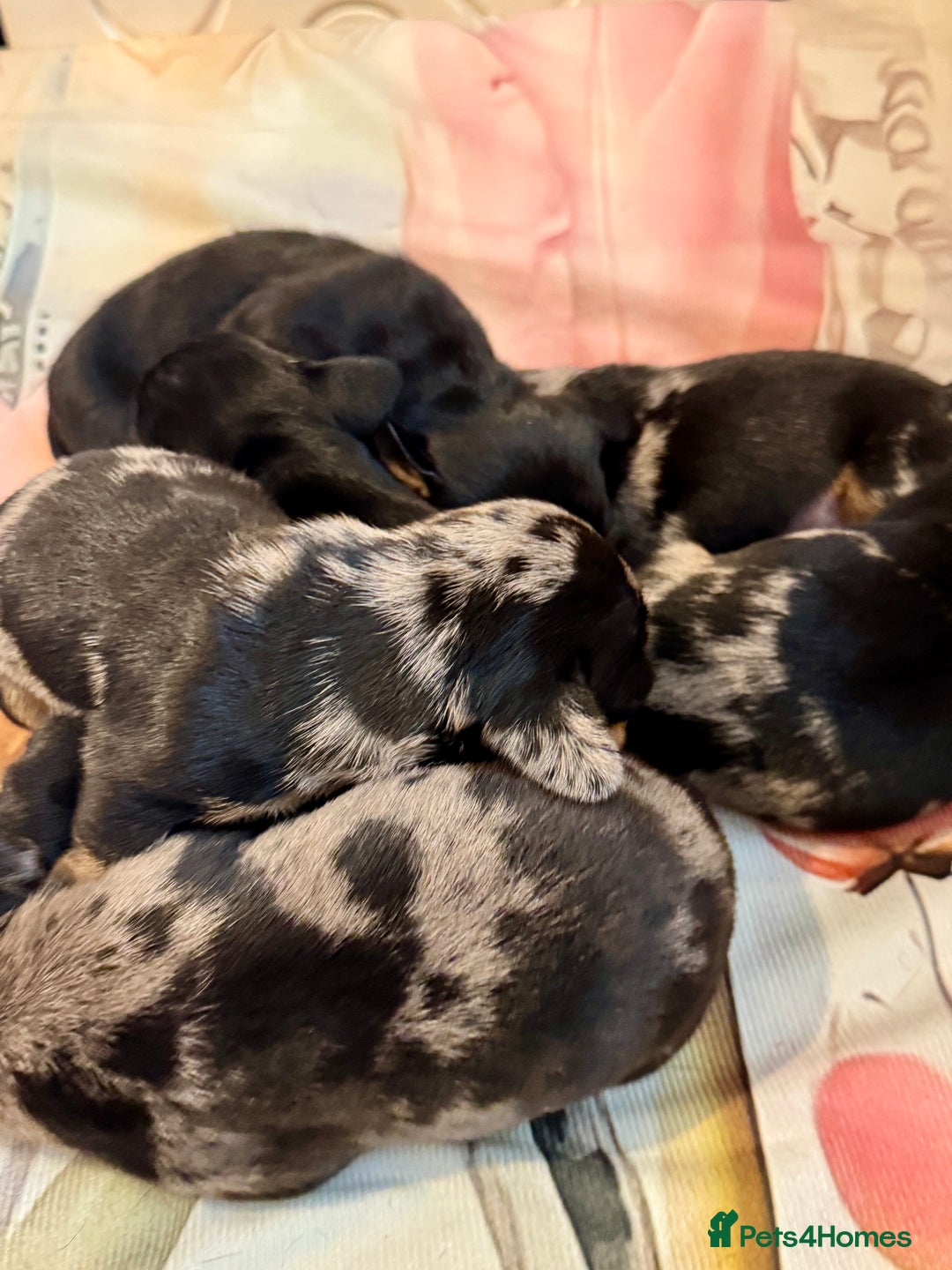 Dachshund dogs for sale: Pedigree Dachshund puppies PRA clear health tested - Image 18