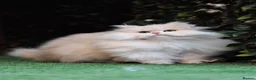 British Longhair cats for sale: SPAYED RETIRED 3 YR QUEEN  - Advert 9