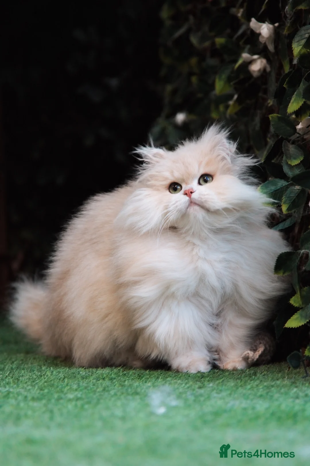 British Longhair cats for sale: SPAYED RETIRED 3 YR QUEEN  - Advert 9