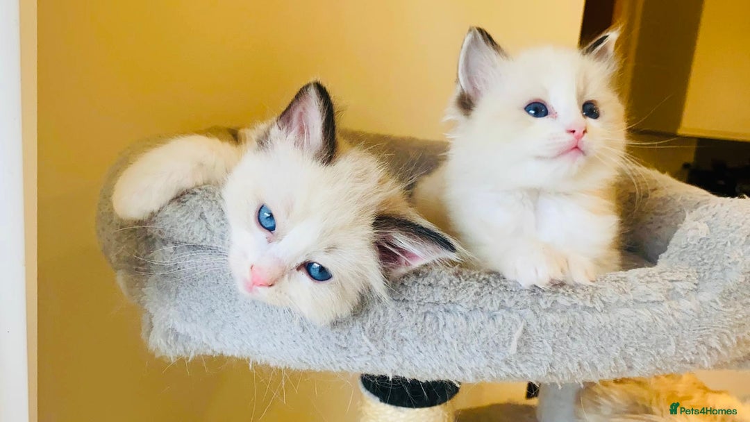 Ragdoll cats for sale: Pure Stunning Ragdoll Kittens - Advert 12