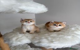 British Shorthair cats for sale: Golden Blue British Shorthair kittens  - Image 4