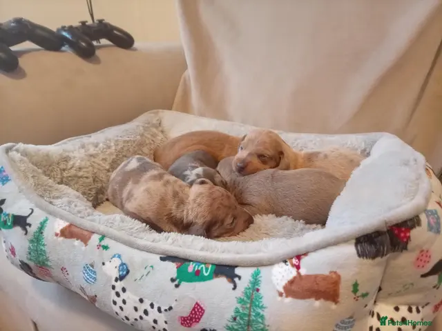 Miniature Dachshund dogs Miniature dashund puppies - Advert 4