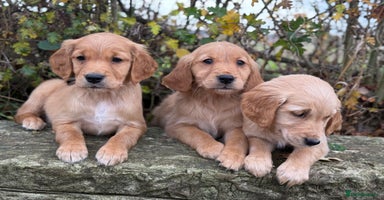 Golden Retriever dogs - Advert 12