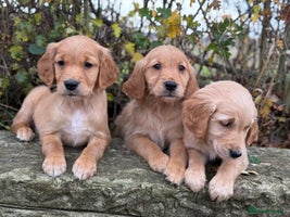 Golden Retriever dogs - Advert 8