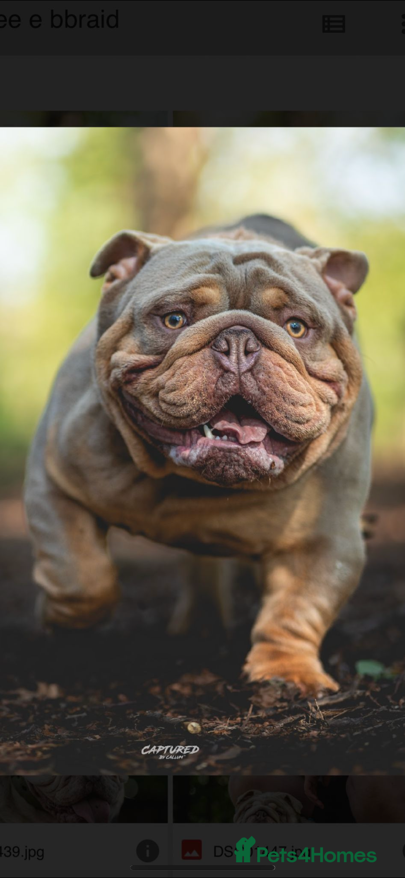 English Bulldog dogs John cena fully suited lilac and tan no white  in Warrington - Advert 1