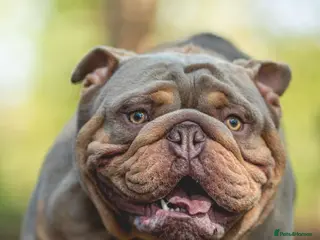 English Bulldog dogs John cena fully suited lilac and tan no white in Warrington - Advert 1