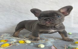 French Bulldog dogs for sale: *REDUCED* Fluffy Carrier French Bulldog - Image 11