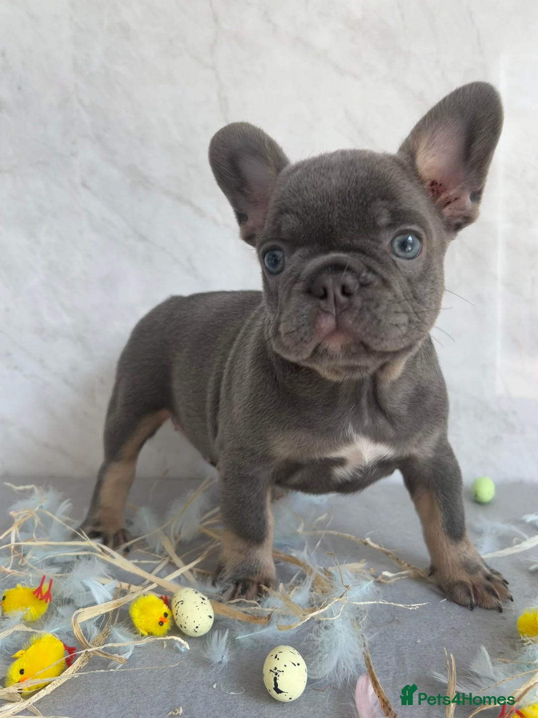French Bulldog dogs for sale: *REDUCED* Fluffy Carrier French Bulldog - Image 11
