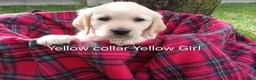 Goldador dogs for sale: Goldador Puppies For Sale  - Advert 5