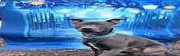 Mixed Breed dogs for sale: Dog for rehoming  in Widnes - Advert 6