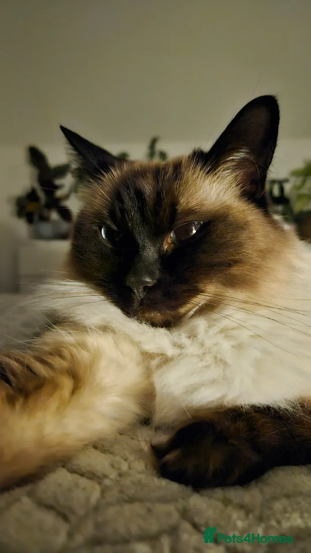 Ragdoll cats for sale: Alice and Layla two house cats to be rehomed - Advert 2