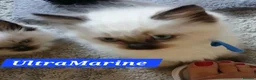 Ragdoll cats for sale: 5 Gorgeous 1/2 Pedigree Ragdoll Kittens 💖 - Advert 9