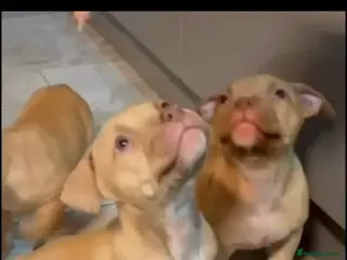 American Bull Staffy dogs Females available - Advert 5