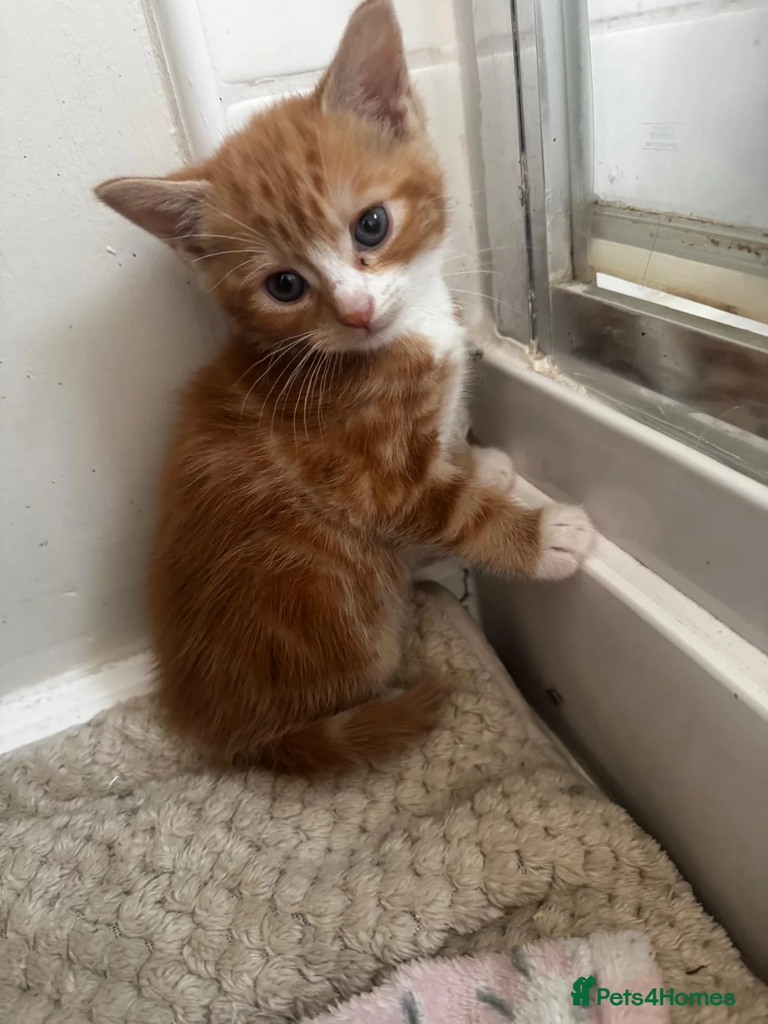 Mixed Breed cats for sale: 2 beautiful Kittens  - Advert 4