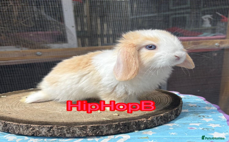 Mini Lop rabbits - Advert 1