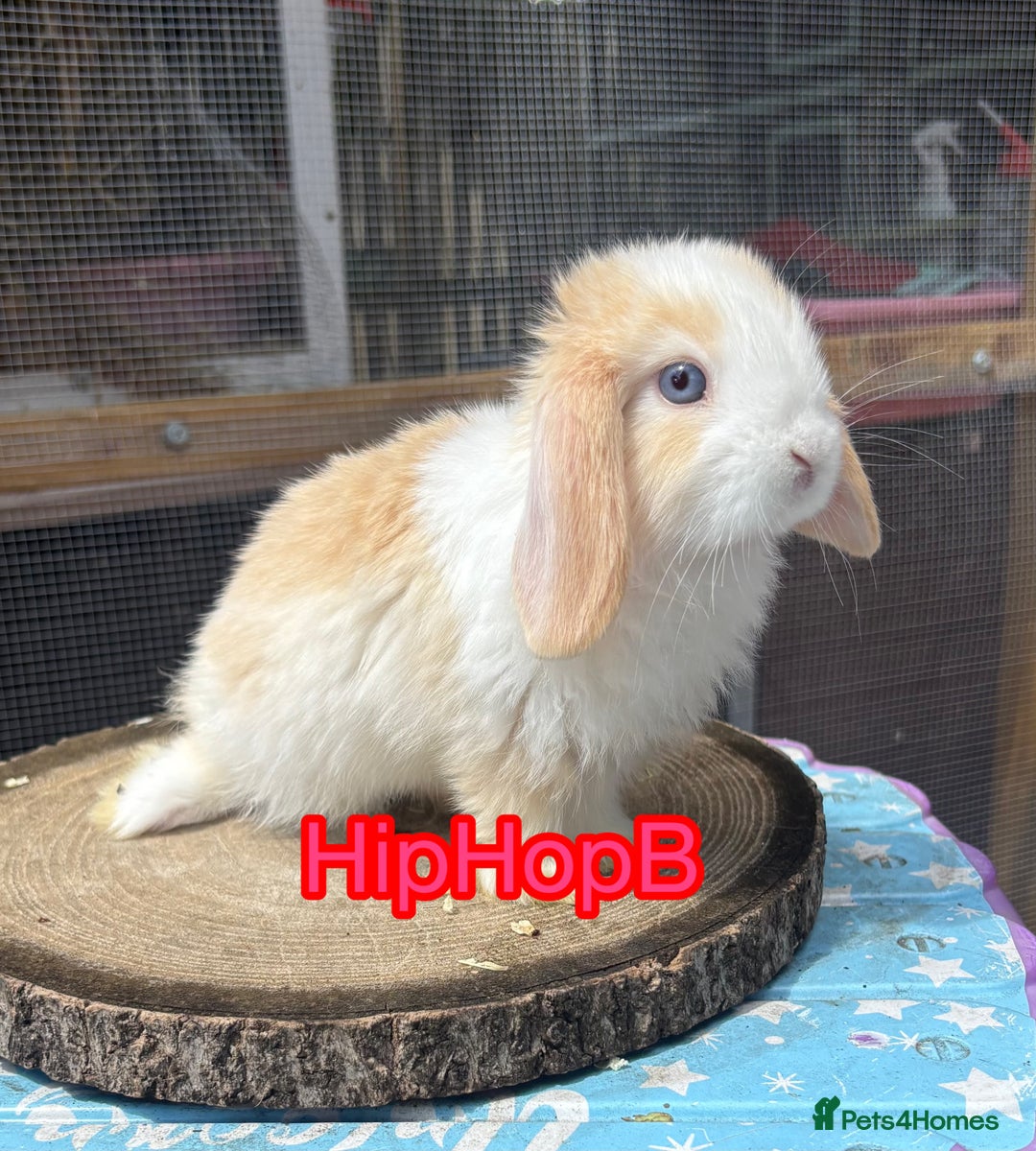 Mini Lop rabbits for sale: Pure bred PEDIGREED mini lops  - Image 1