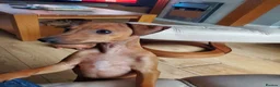Italian Greyhound dogs for sale: Stunning kc Italian greyhounds  - Advert 4