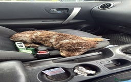 Miniature Poodle dogs for stud: Gorgeous Chocolate Merle miniature poodle for Stud - Image 8